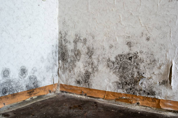 Best Mold Remediation  in Columbia, MD